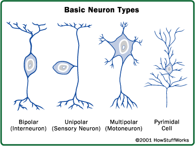 brain-neuron-types1