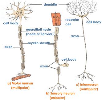 types-of-neurons